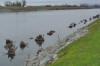 DD12 Large Woody Debris (LWD) below the waterline