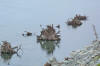 Zoom on DD12 Large Woody Debris (LWD) intentionally placed in the Skagit River